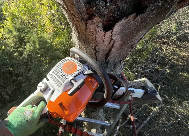 Fakivágás, zöldhulladék elszállítás akció