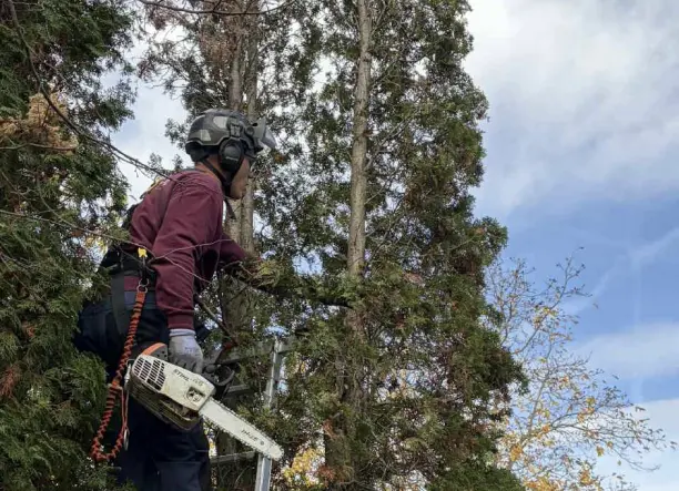 Fakivágás, zöldhulladék elszállítás akció
