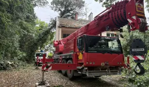 Fakivágás - faápolás