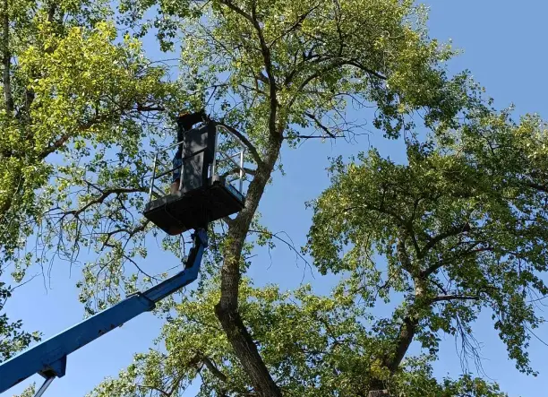 Fakivágás - faápolás