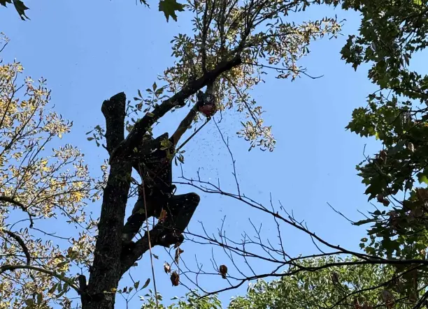 Fakivágás - faápolás