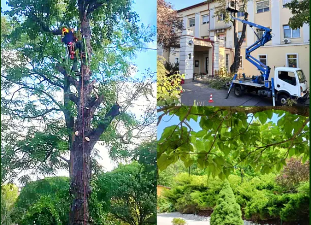 Fűnyírás-kertgondozás