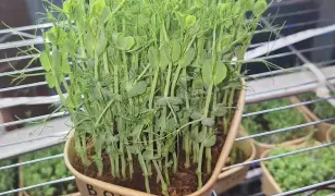 Mikrozöld , Szuperfood!