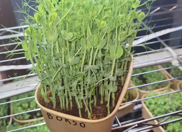 Mikrozöld , Szuperfood!