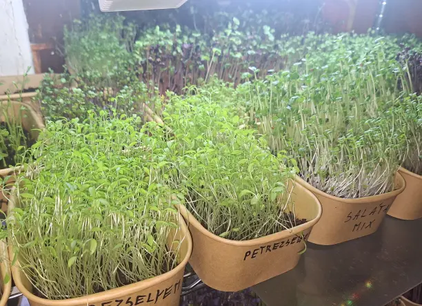 Mikrozöld , Szuperfood!