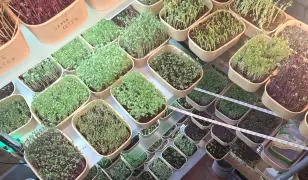 Mikrozöld Birodalom