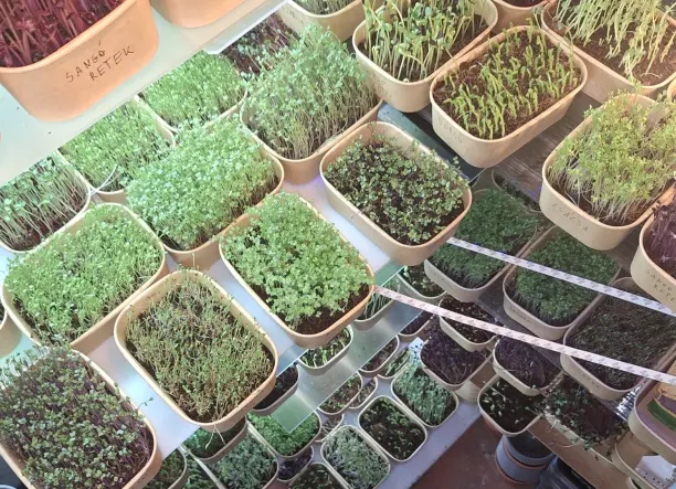 Mikrozöld Birodalom