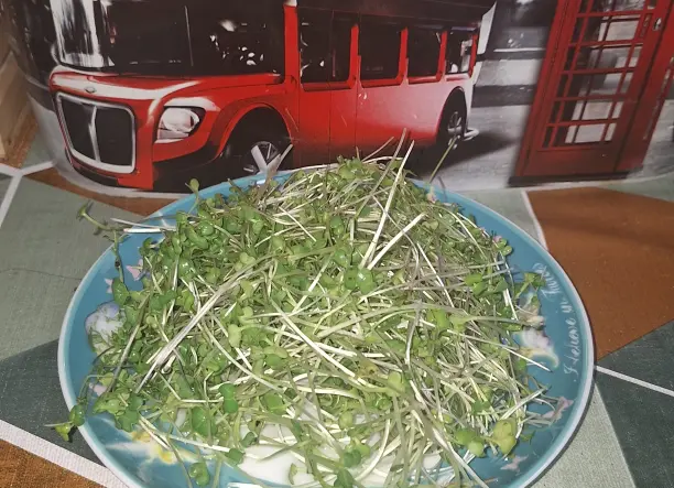 Mikrozöld Birodalom