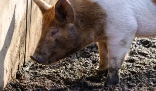 Eladó 2 db hízó sertés Csöglén.