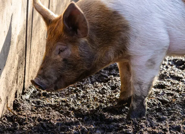 Eladó 2 db hízó sertés Csöglén.