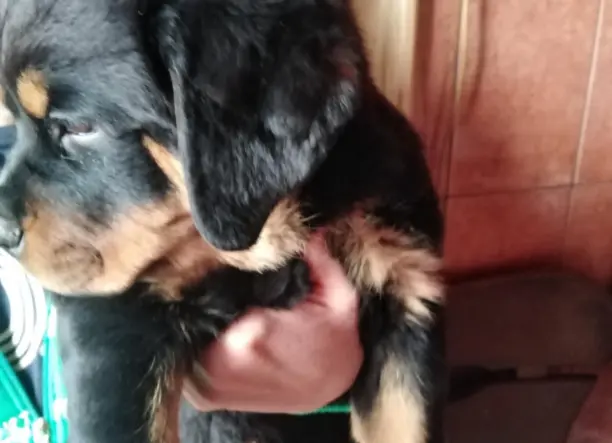 Rottweiler kölyök kutya eladó