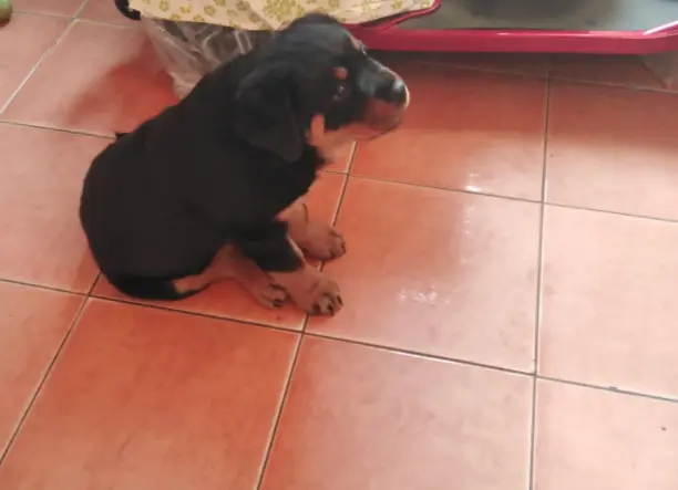 Rottweiler kölyök kutya eladó