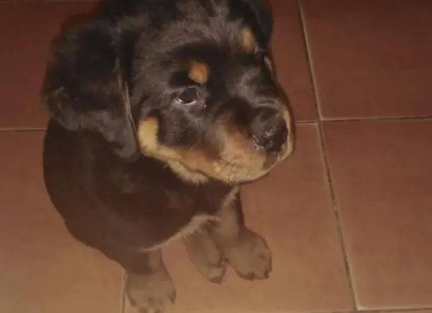 Rottweiler kölyök kutya eladó