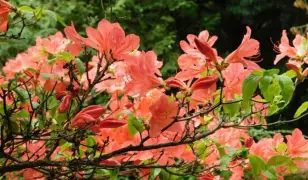 Rhododendron virágzás a Jeli Arborétumban burgenlandi várlátogatással – 1 napos buszos utazás