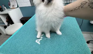 Pomerániai kölyök kozmetika