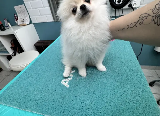 Pomerániai kölyök kozmetika