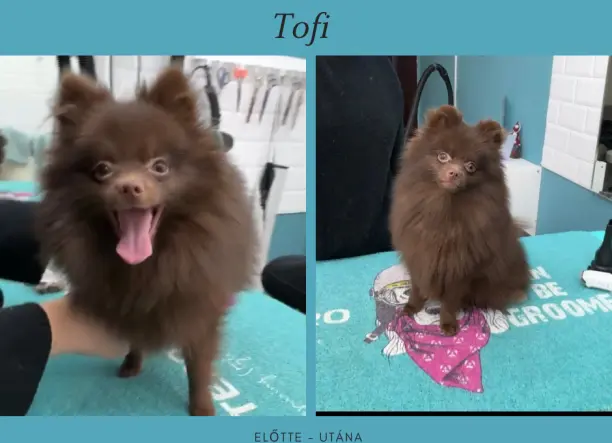 Pomerániai kölyök kozmetika