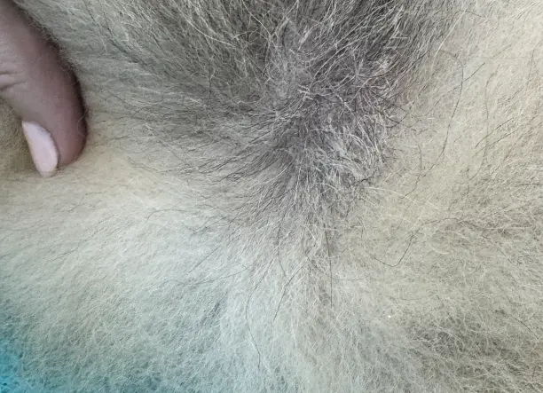 Pomerániai - Alopécia kezelés