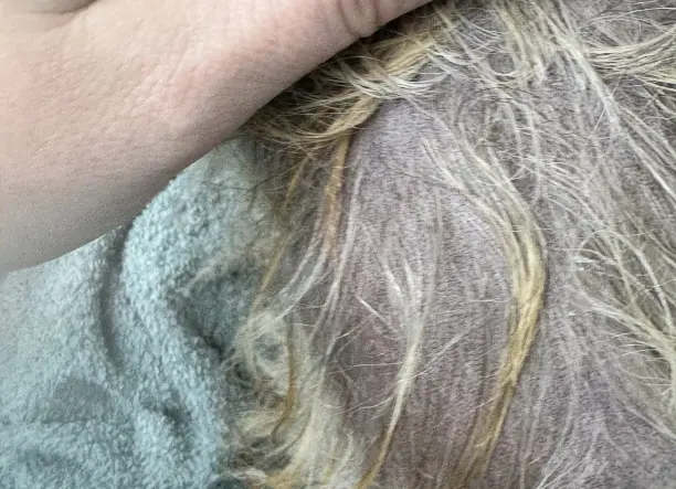 Pomerániai - Alopécia kezelés