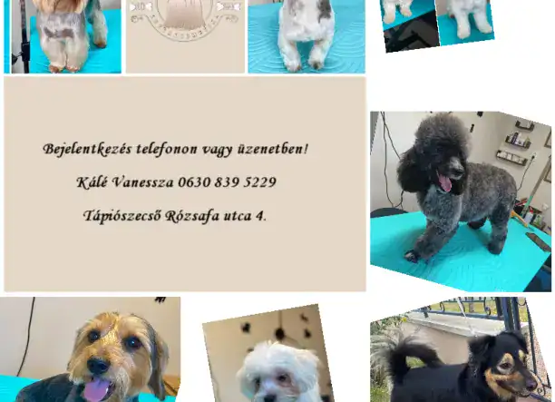 Csillogó Mancsok Kutyakozmetika Tápiószecső