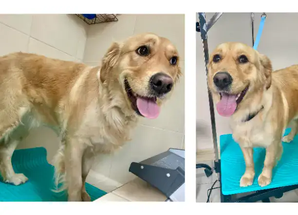 Csillogó Mancsok Kutyakozmetika Tápiószecső