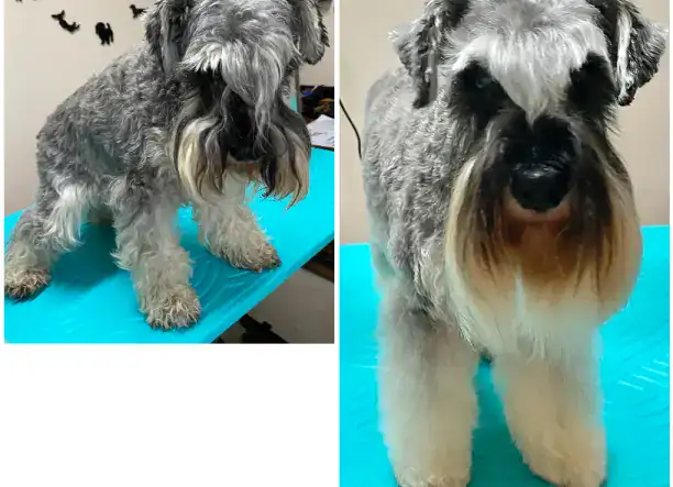 Csillogó Mancsok Kutyakozmetika Tápiószecső