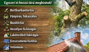 veszélyes fa kivágás lakotterületi fa kivágás
