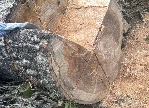 veszélyes fa kivágás lakotterületi fa kivágás