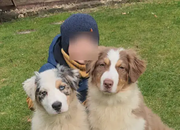 Ausztral juhászkutya kölykök eladók