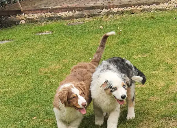 Ausztral juhászkutya kölykök eladók