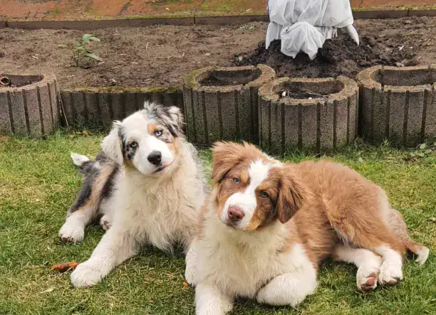 Ausztral juhászkutya kölykök eladók