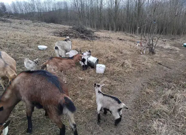 Kecskék eladók