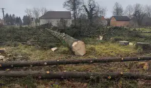 lucfenyő rönk jelenleg, de meg fűrészelve tetőlécnek, deszkának eladó