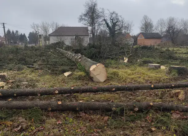 lucfenyő rönk jelenleg, de meg fűrészelve tetőlécnek, deszkának eladó