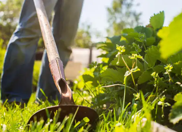 Rendezett kert, gondozott zöldterület – Sopron és környéke!