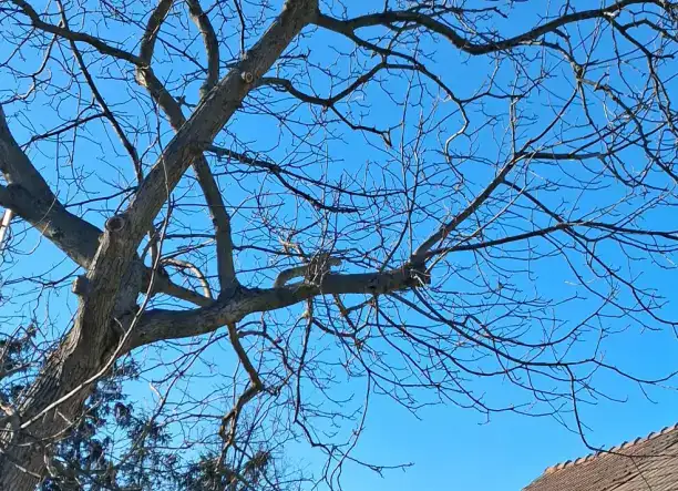 Favágás vállalok!!