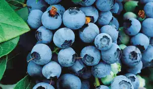 Áfonya tő-és bokor vásár