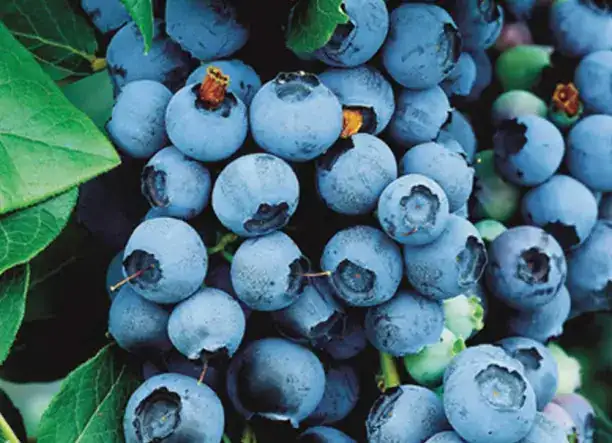 Áfonya tő-és bokor vásár