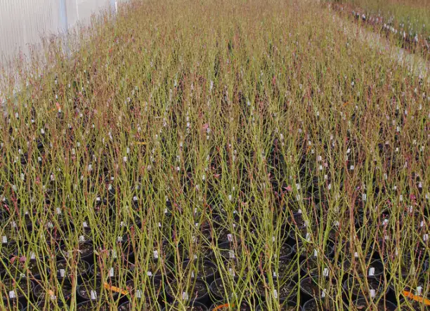 Áfonya tő-és bokor vásár