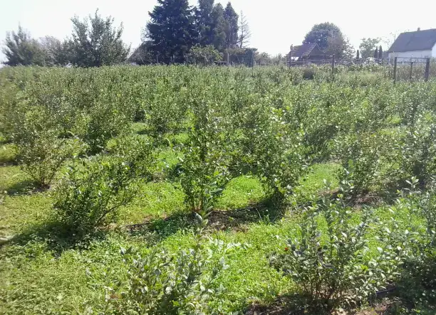 Áfonya tő-és bokor vásár