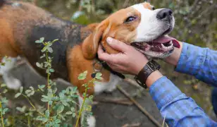 “Összhangban a kutyával” 🐶