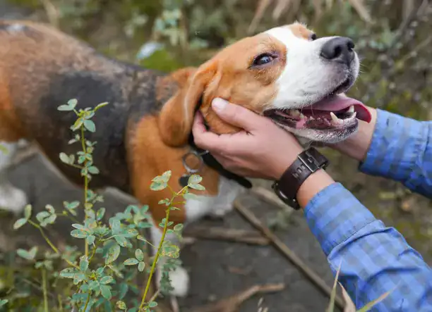 “Összhangban a kutyával” 🐶