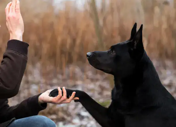 “Összhangban a kutyával” 🐶