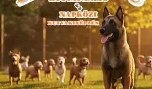 Kedvenc kutyapanzió és napközi 