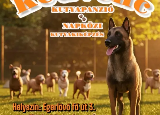 Kedvenc kutyapanzió és napközi 
