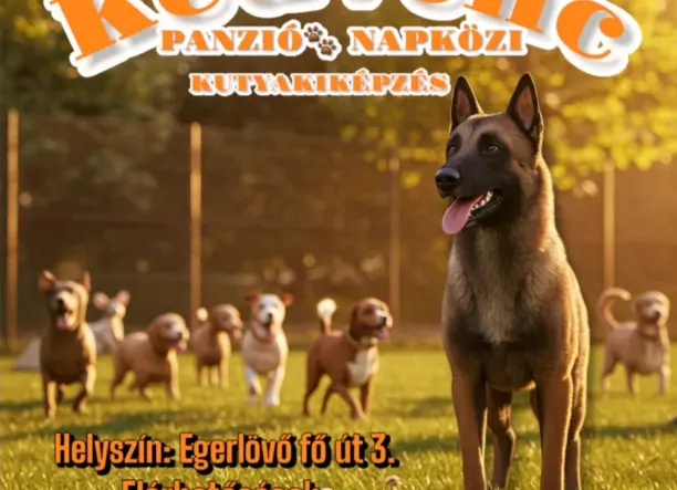 Kedvenc kutyapanzió és napközi 