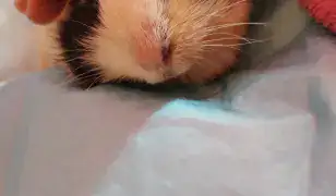 Eladó tengerimalac kislány