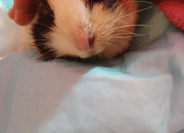 Eladó tengerimalac kislány