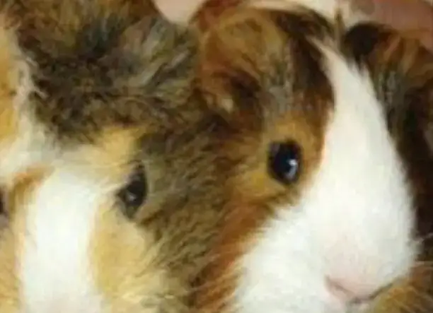 Eladó tengerimalac kislány