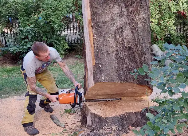 Faápolás | Fakivágás | Alpintechnika | Kertgondozás 🌳